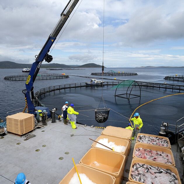 Foldable knuckle boom crane in operation on a fish farming vessel Foldable knuckle boom crane in operation on a fish farming vessel
