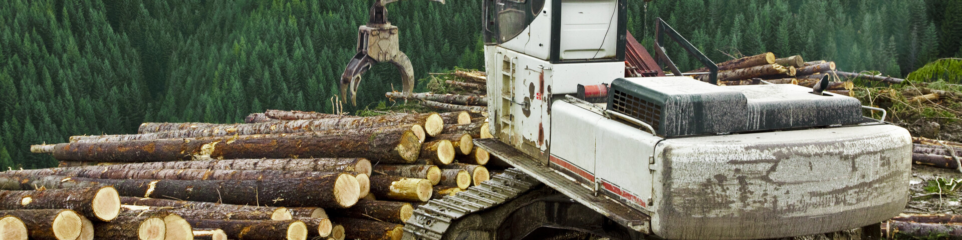 Timber